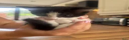 Domestic Shorthair cats for sale: 3 Beautiful Kittens Looking for Their Forever Home - Advert 10