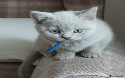British Shorthair cats for sale: 💙💜GCCF REGISTERED KITTENS💜💙 - Image 8