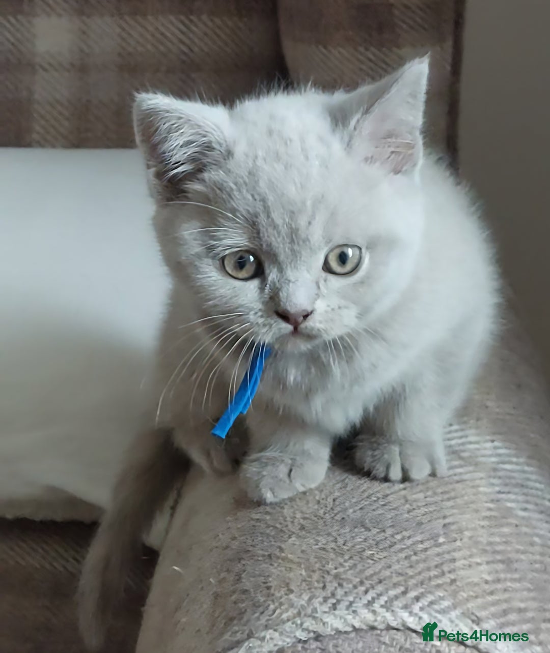 British Shorthair cats for sale: 💙💜GCCF REGISTERED KITTENS💜💙 - Image 8