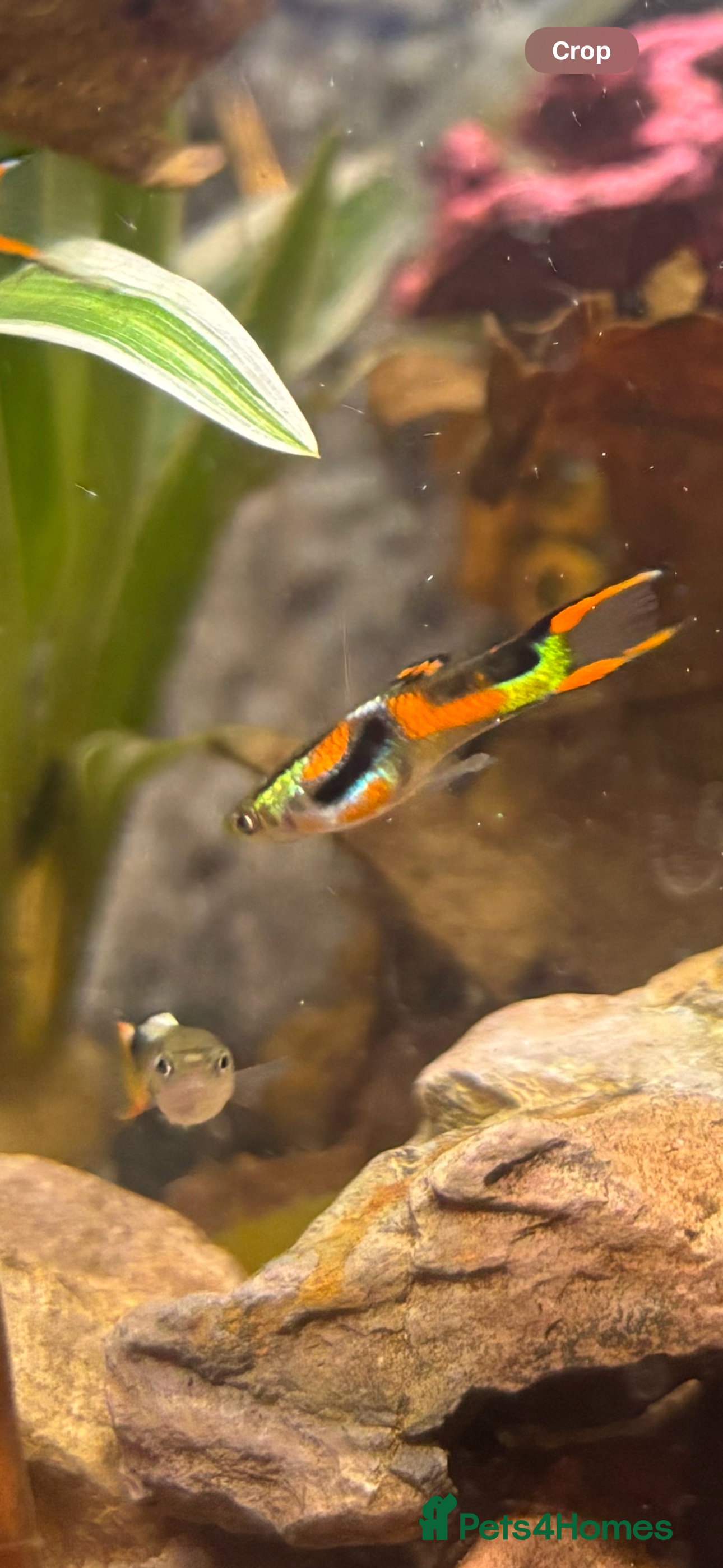 Other/Mixed Breed fish 5 beautiful male endlers guppies - Advert 1