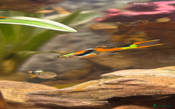 Other/Mixed Breed fish for sale: 5 beautiful male endlers guppies - Image 1