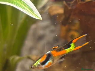 Other/Mixed Breed fish - Advert 24