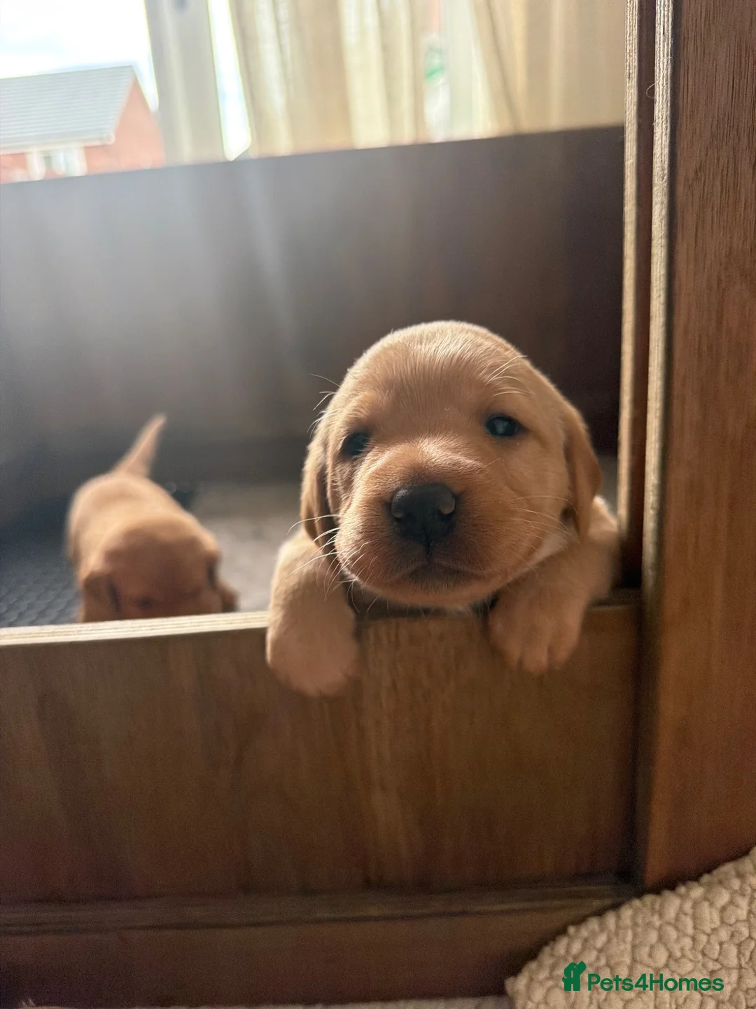 Labrador Retriever dogs for sale: Beautiful Red Fox Labrador Retriever Puppies - Advert 1
