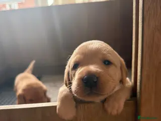 Labrador Retriever dogs Beautiful Red Fox Labrador Retriever Puppies - Advert 1