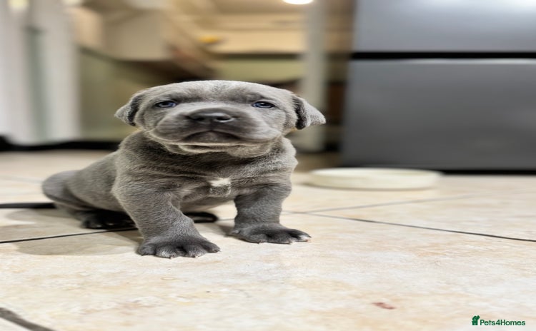 Bandog dogs BANDOG PUPPIES – SERIOUS QUALITY, SERIOUS PRESENCE - Advert 3