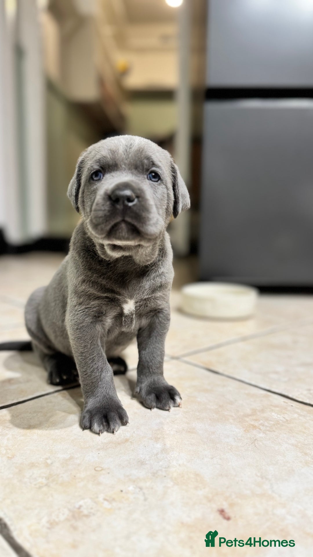 Bandog dogs for sale: BANDOG PUPPIES – SERIOUS QUALITY, SERIOUS PRESENCE - Advert 1
