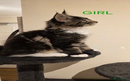 Maine Coon cats for sale: PURE BREED MAINE COONS KITTENS Delivery available - Image 4