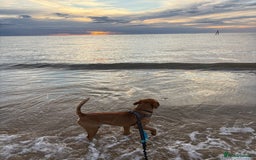Mixed Breed dogs for sale: Thor ❤️ - Image 9