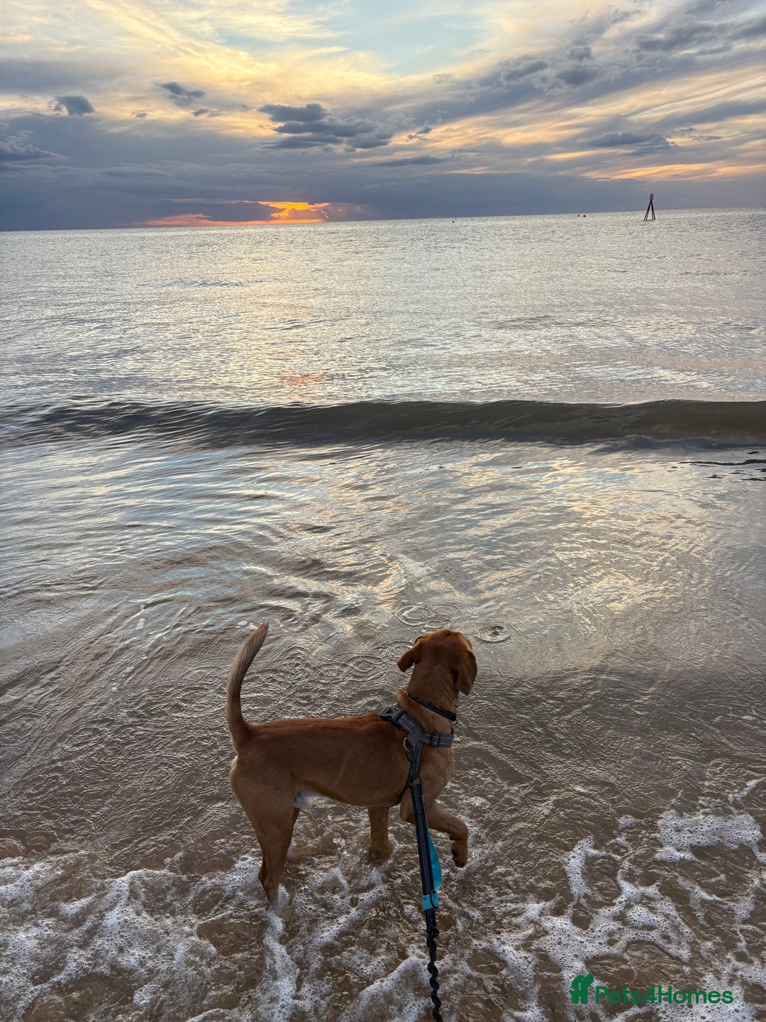 Mixed Breed dogs for sale: Thor ❤️ - Image 9