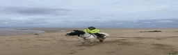 Welsh Section D horses for sale: Blue roan cob - Advert 4