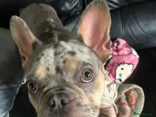 French Bulldog dogs French Bulldog Blue Merle Female Stunning Girl - Advert 2