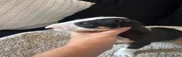 English Bull Terrier dogs for sale: English bull terriers puppies - Advert 27