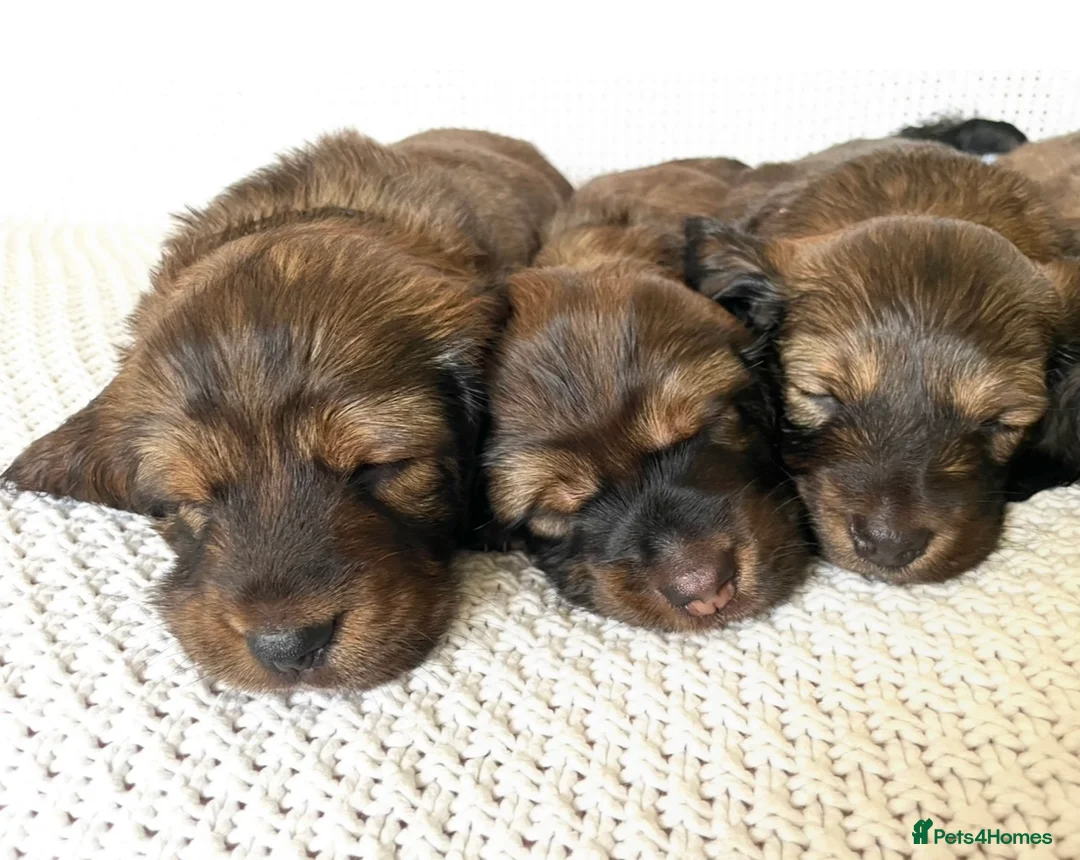 Dachshund dogs for sale: 5 KC Standard Long Hair Dachshunds - Advert 20
