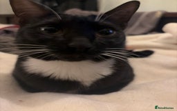 Savannah cats for sale: Sooty the sweetest Savannah cross - Image 3