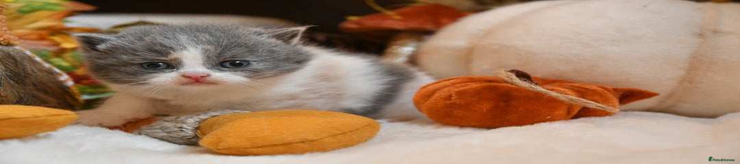 British Shorthair Kitten 1