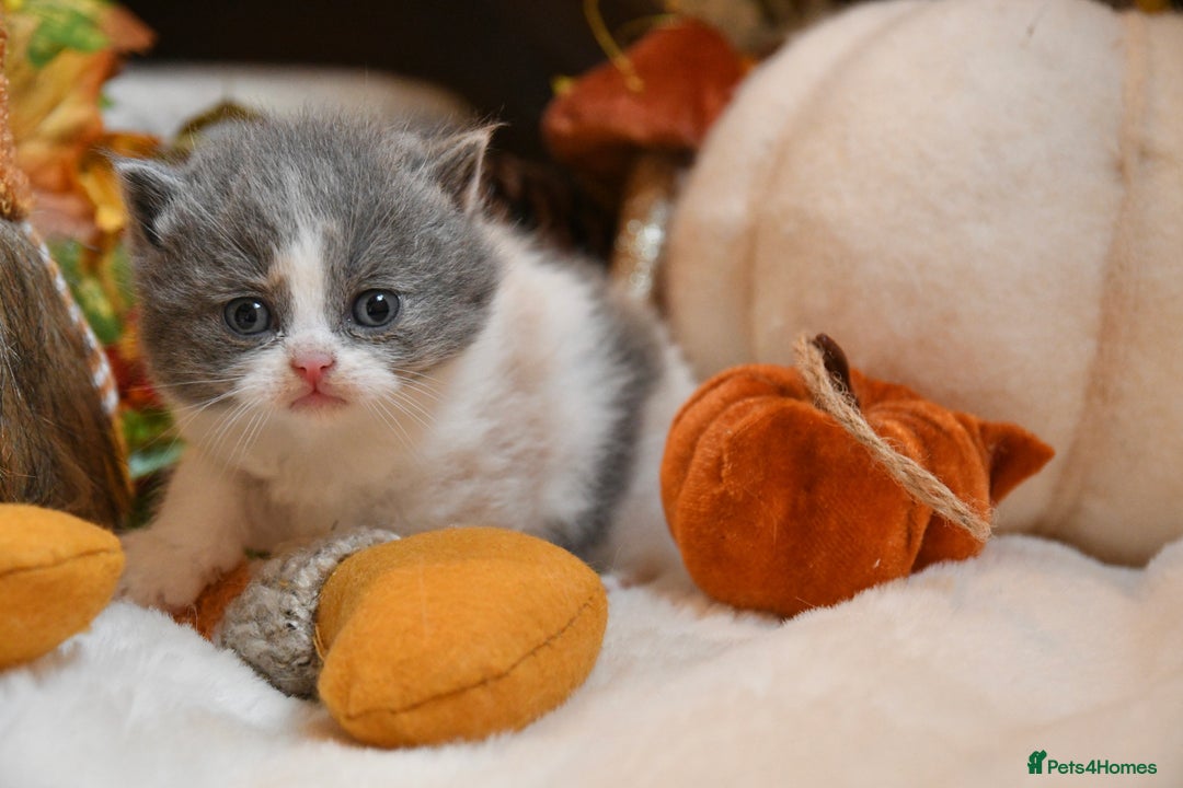 British Shorthair cats for sale: Beautiful Blue tortie & white British shorthair - Image 1