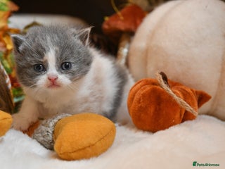 British Shorthair cats - Advert 23