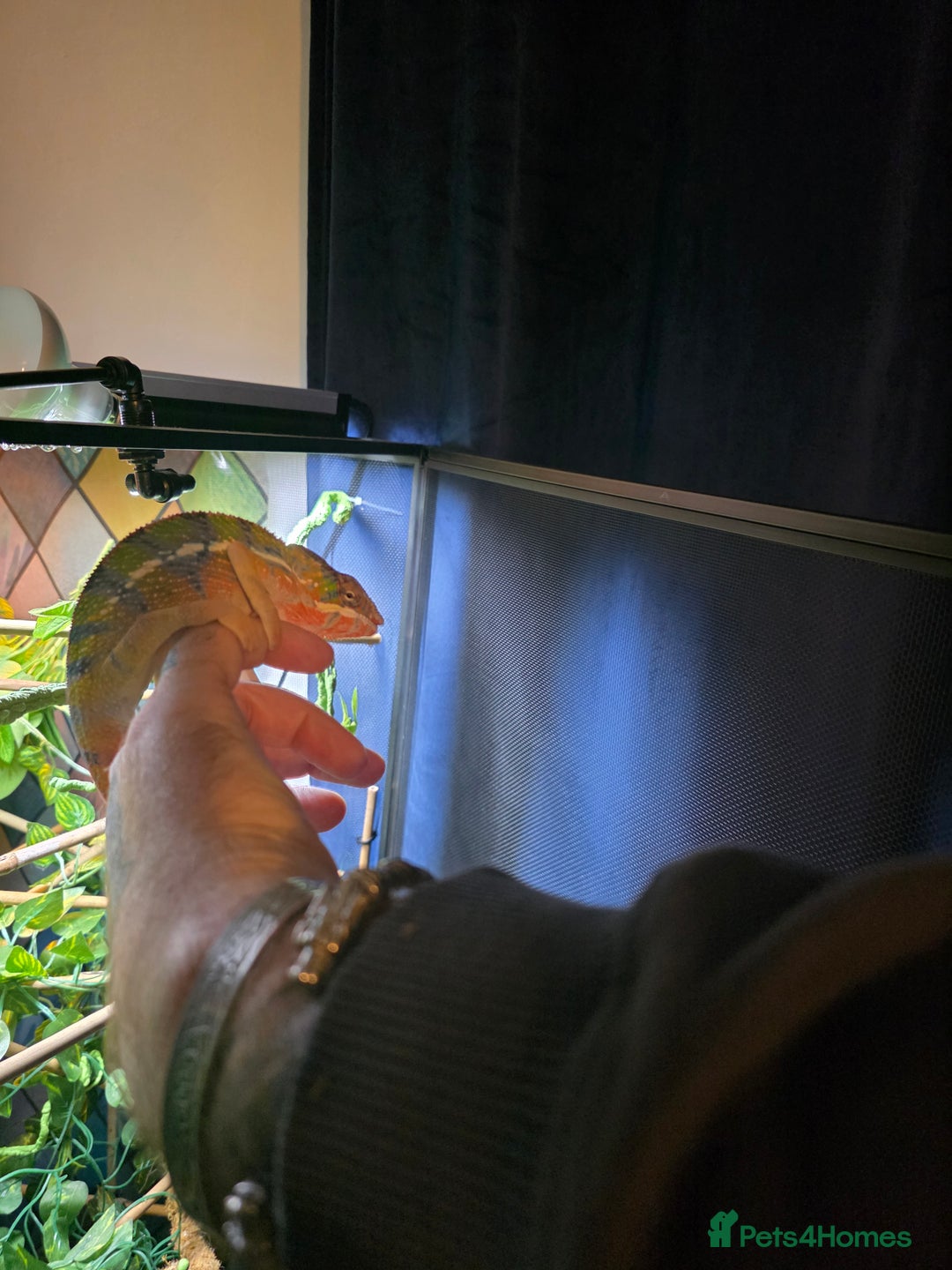 Chameleon reptiles for sale: Panther chameleon with full setup  - Advert 2
