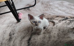 Devon Rex cats for sale: Blue Point Devon Rex Boy 💙 - Image 10