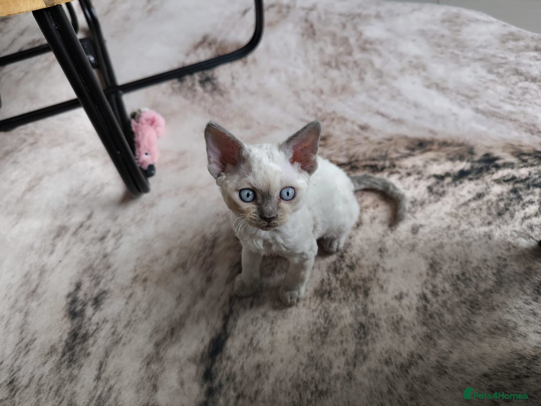 Devon Rex cats for sale: Blue Point Devon Rex Boy 💙 - Image 10