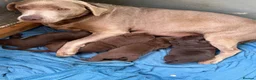 Labrador Retriever dogs for sale: Beautiful chocolate Labrador puppies  - Advert 12