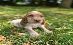Cocker Spaniel dogs for sale: TRUE SHOWTYPE COCKERSSPANIELS HEALTHTESTED PARENTS - Image 8