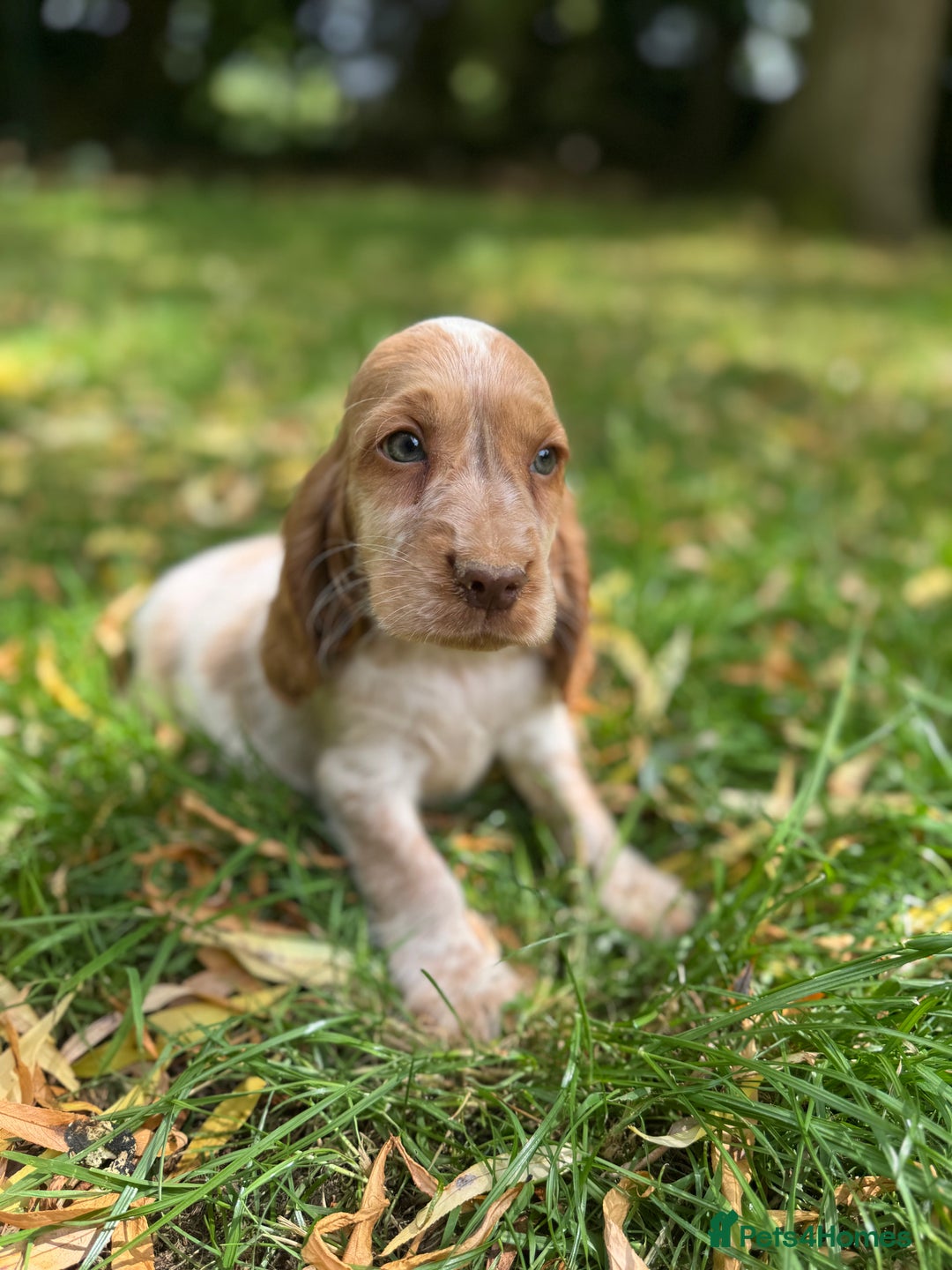 Cocker Spaniel dogs for sale: TRUE SHOWTYPE COCKERSSPANIELS HEALTHTESTED PARENTS - Image 8