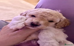 Cockapoo dogs for sale: Adorable F1B Cockapoo Puppies ready 6th November - Image 12