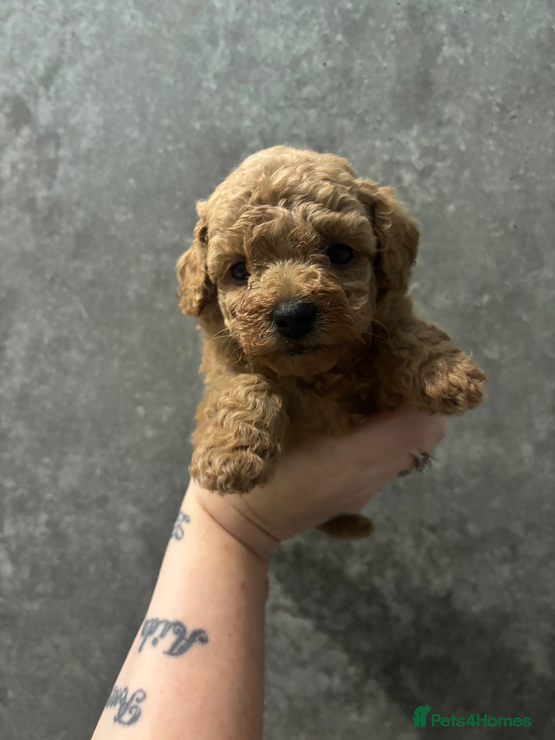 Toy Poodle dogs for sale: 3 stunning toy poodle females  - Advert 11