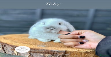 Mini Lop rabbits - Advert 13