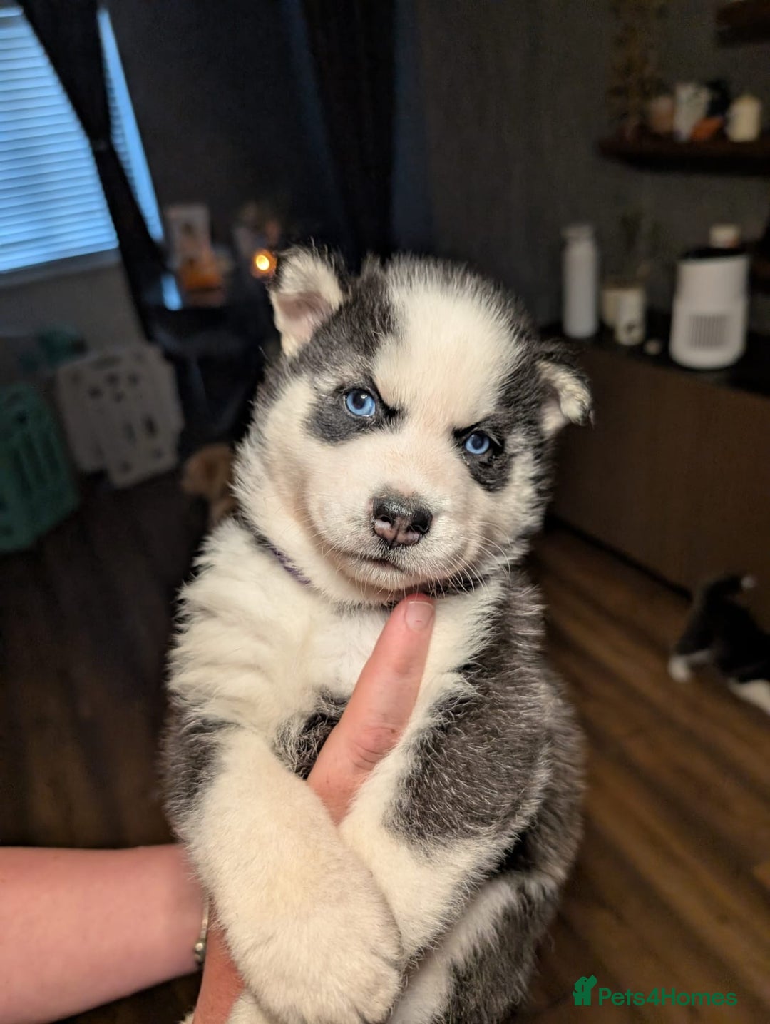 Siberian Husky dogs for sale: Beautiful Siberian husky puppies - Image 3