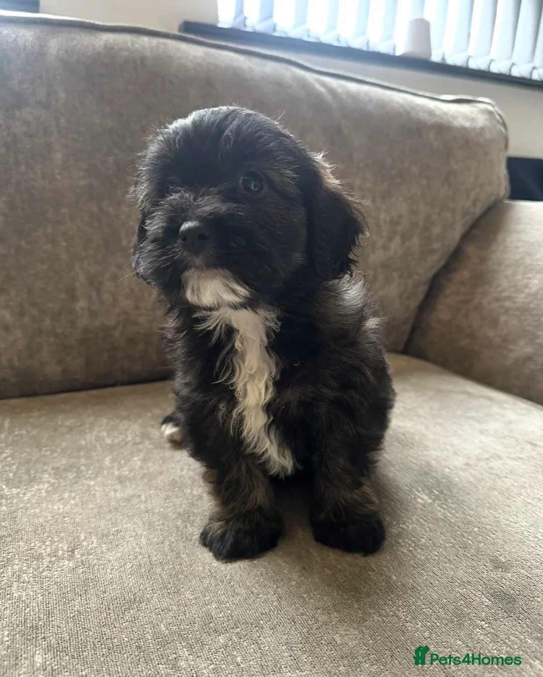 Cavapoo dogs for sale: Beautiful babies looking for forever homes - Advert 5