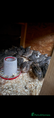 Quail poultry - Advert 14