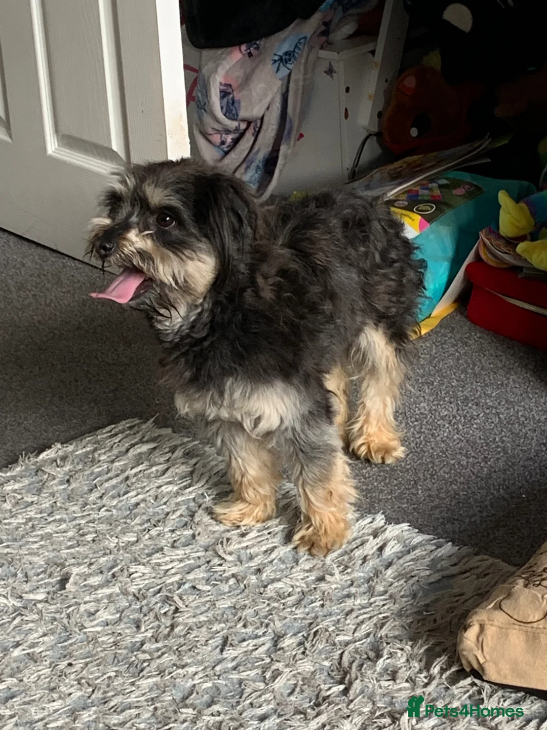 Mixed Breed dogs for sale: Jack shu for sale  - Advert 2