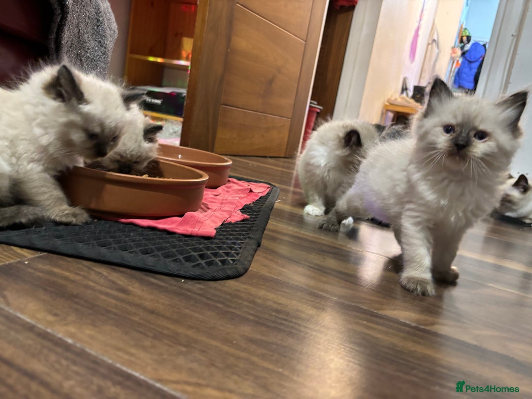 Ragdoll cats for sale: Pure Fluffy Ragdoll kittens - Image 12