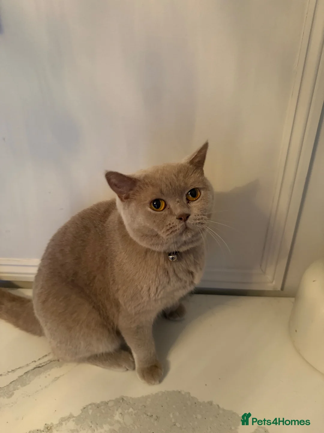 British Shorthair cats for sale: GCCF ACTIVE Championship lilac British shorthair  - Advert 4