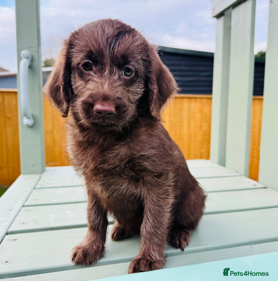 Labradoodle dogs for sale: Chocolate Merle Labradoodle Babies 🐾🐾🐾 - Advert 6