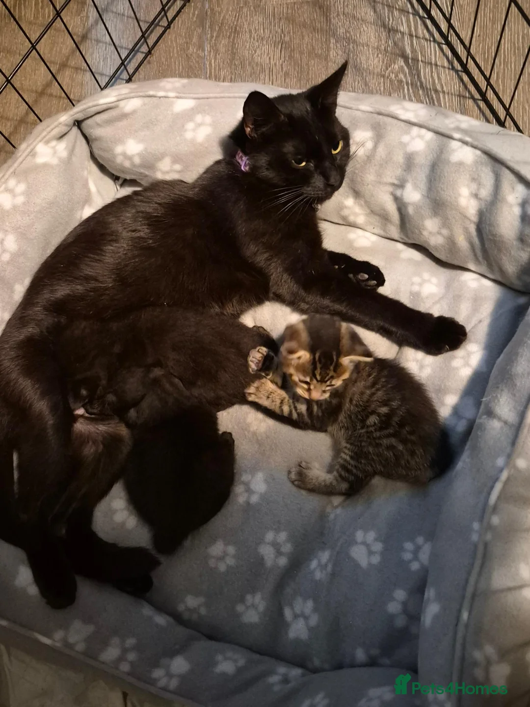 Mixed Breed cats for sale: 3 beautiful kittens.  Needing a new home 223 in Bedworth - Advert 5