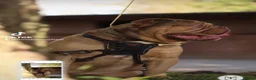 Olde English Bulldogge dogs for sale: Rodney Olde English Bulldogge - Advert 6