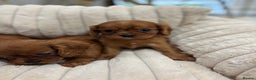 Cavalier King Charles Spaniel dogs for sale: KC registered Health tested King Charles cavalier - Advert 15