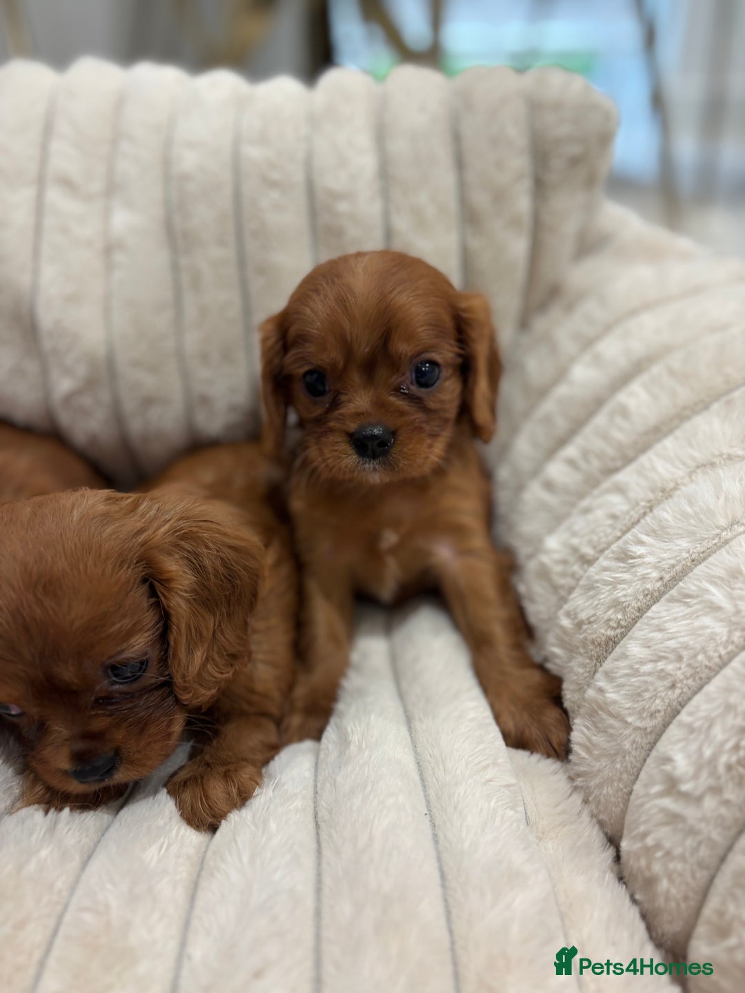 Cavalier King Charles Spaniel dogs for sale: KC registered Health tested King Charles cavalier - Advert 15
