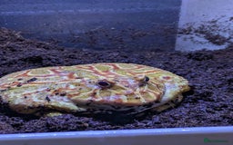 Frog reptiles for sale: Male + female pacman pixie horned frogs and setup - Image 5