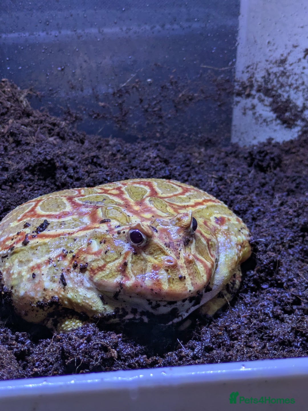 Frog reptiles for sale: Male + female pacman pixie horned frogs and setup - Image 5