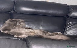 Persian cats for sale: Full pedigree Persian kittens available  - Image 12