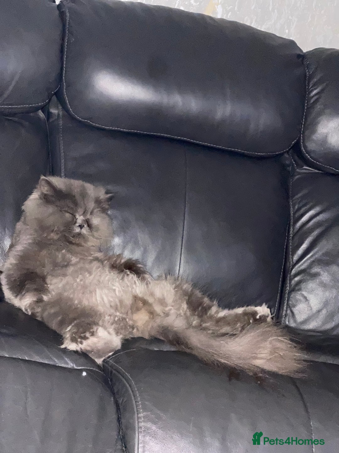 Persian cats for sale: Full pedigree Persian kittens available  - Image 12