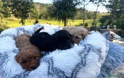 Cockapoo dogs for sale: Lovely litter cockapoo  - Image 19