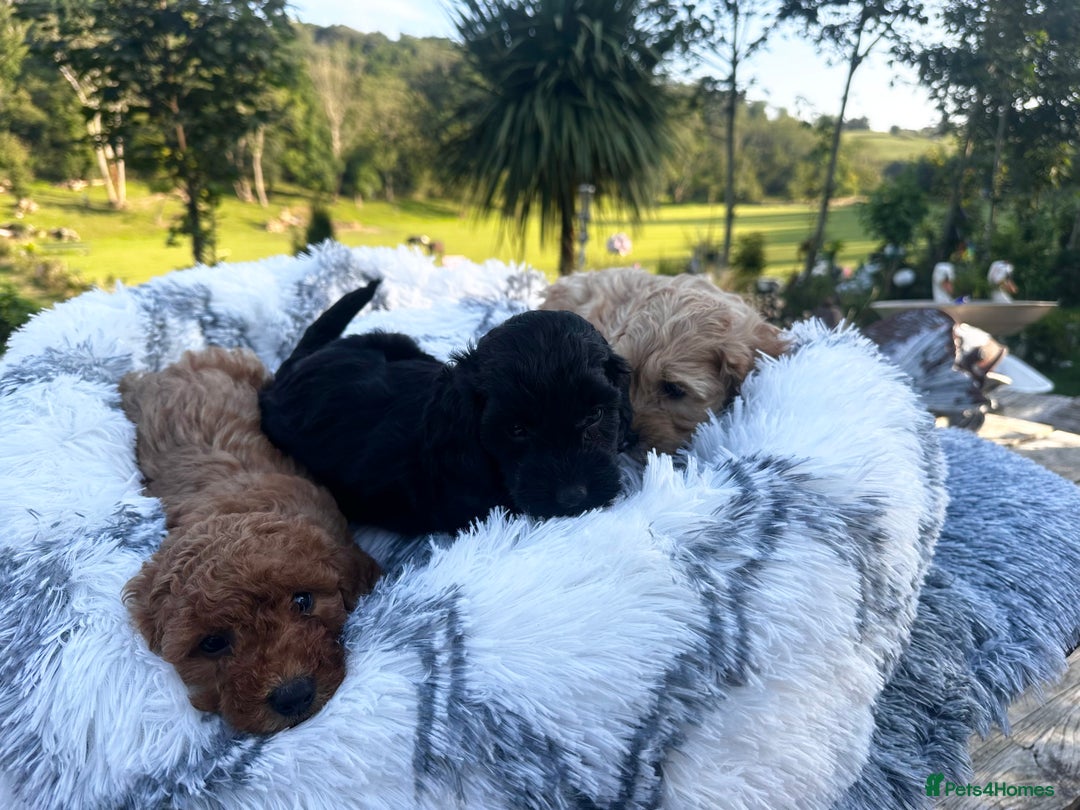 Cockapoo dogs for sale: Lovely litter cockapoo  - Image 19
