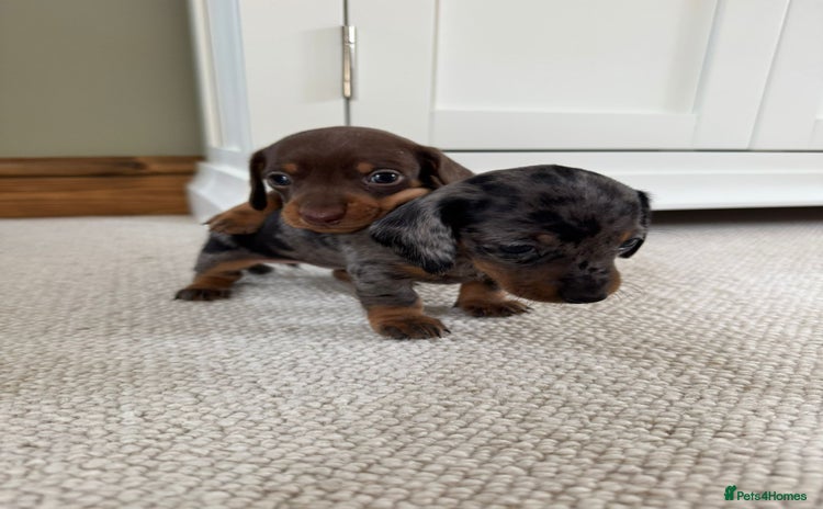 Miniature Dachshund dogs - Advert 5