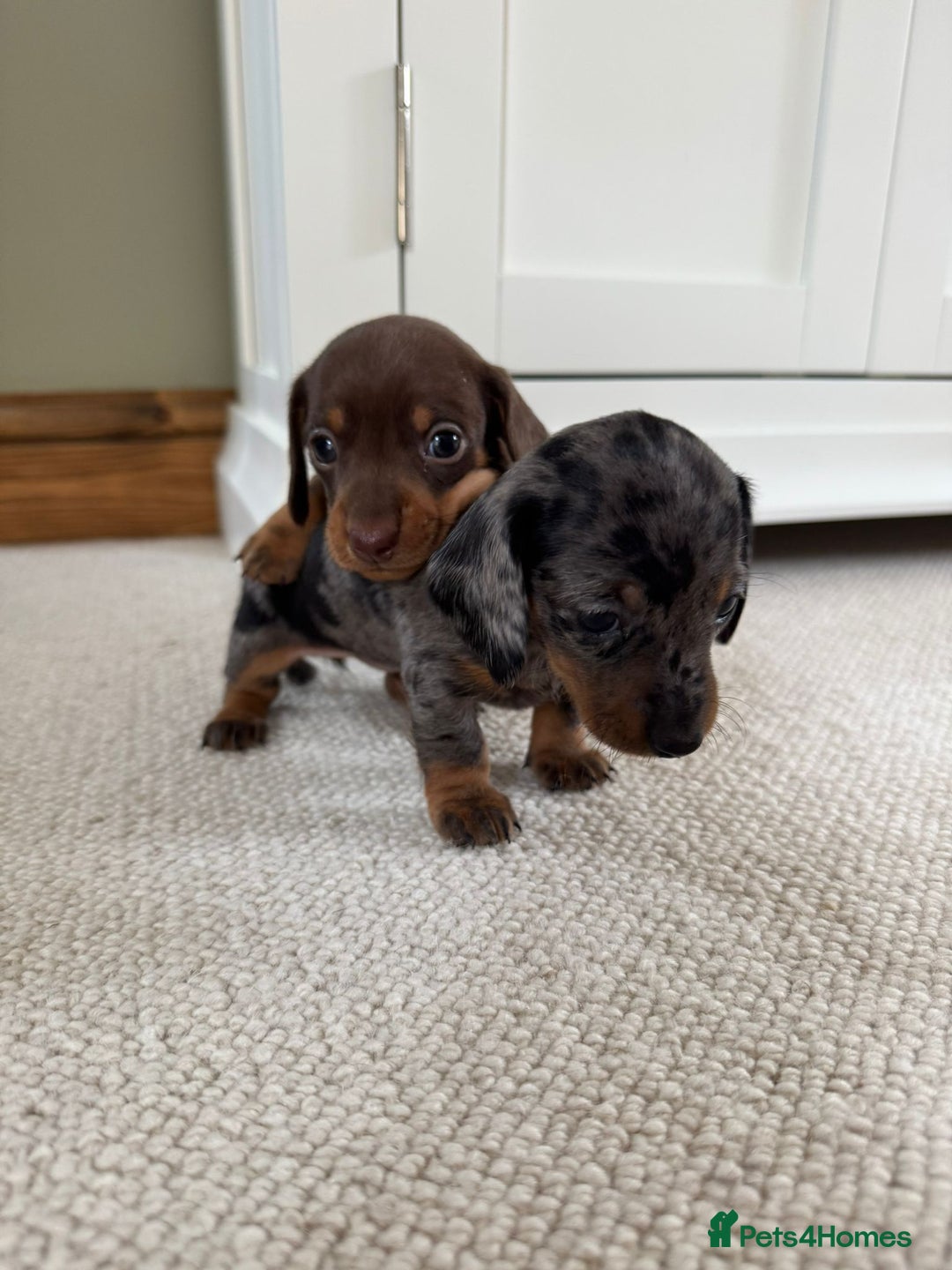 Miniature Dachshund dogs for sale: BEAUTIFUL MINIATURE DACHSHUNDS PUPPIES FOR SALE - Image 1