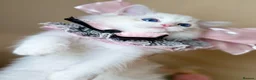 Ragdoll cats for sale: Ready To Leave Blue Lynx Ragdoll 💙Deep Blue Eyes - Advert 29